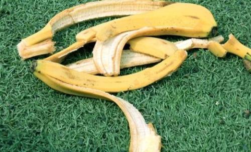 香蕉皮有非常高的营养成份 香蕉皮的神奇小妙用（香蕉皮的营养怎么样）