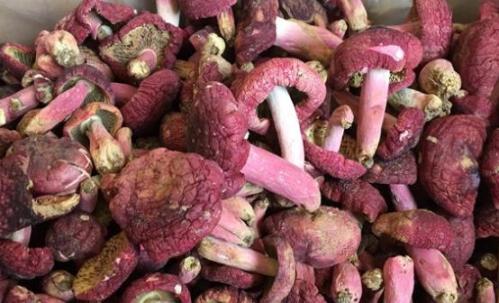 红菌菇的功效与作用 红菇的两种美味吃法（红菌菇的功效与作用及禁忌）