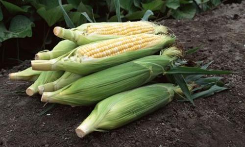 玉米的营养和功效（玉米面有什么营养价值和功效）