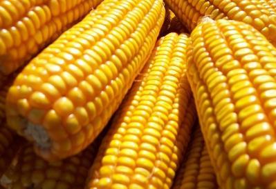 秋季多吃玉米有什么好处？玉米的功效与作用（秋季多吃玉米有什么好处?玉米