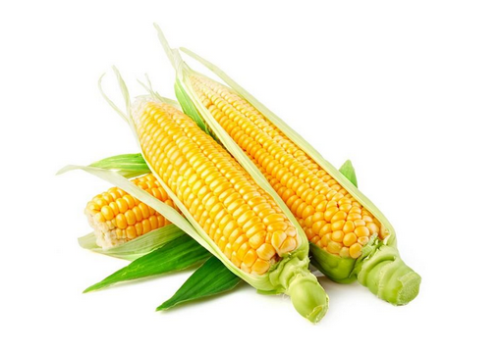 水果玉米的营养价值-水果玉米的种植技术（水果玉米的营养价值及功效与作用