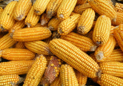 玉米的种植技术-玉米的功效与作用（玉米的详细种植方法和技术）