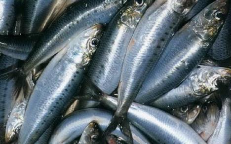 沙丁鱼的营养价值-沙丁鱼的食疗作用（沙丁鱼的营养价值?）