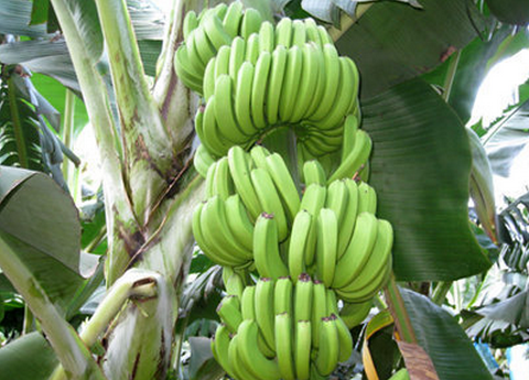 食用牛角蕉的注意事项-牛角蕉的功效与作用（牛角蕉营养价值）
